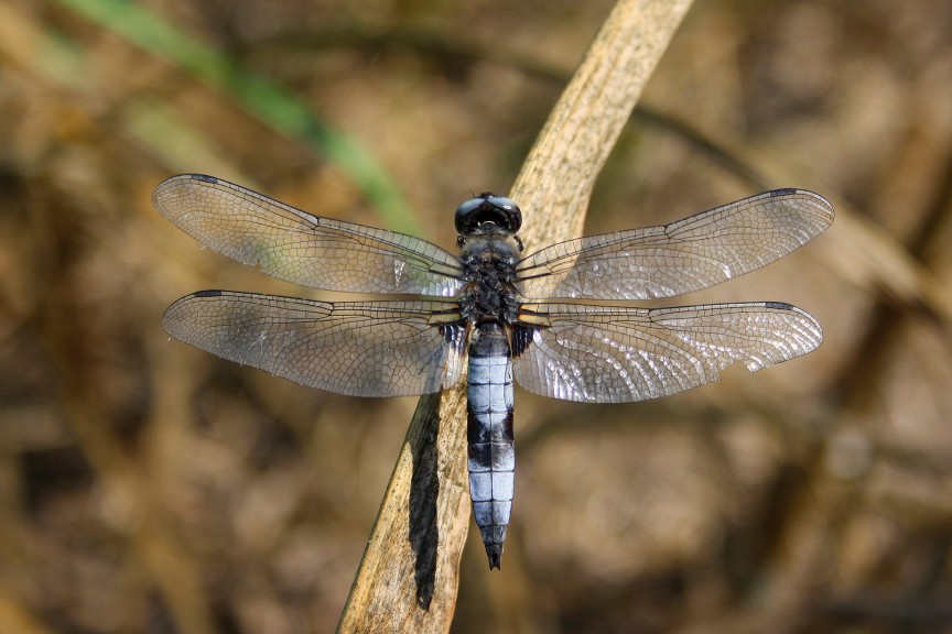 Libellula fulva? - Si